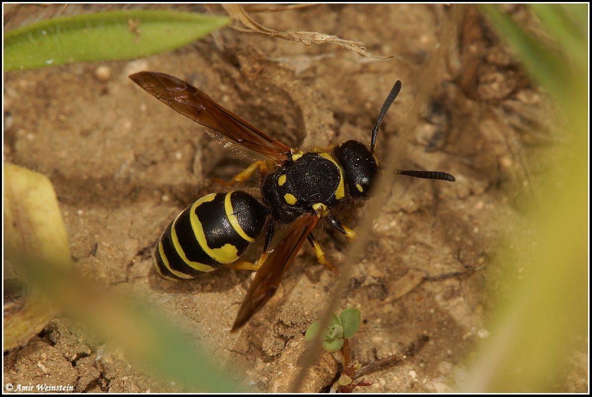 Hymenoptera d''Israele - Question (eumenid & chrysidid wasps)